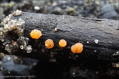 Iodophanus testaceus