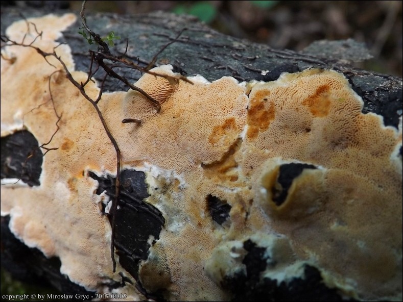 porokolczak lśniący - zdjęcie główne