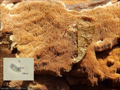 Junghuhnia collabens