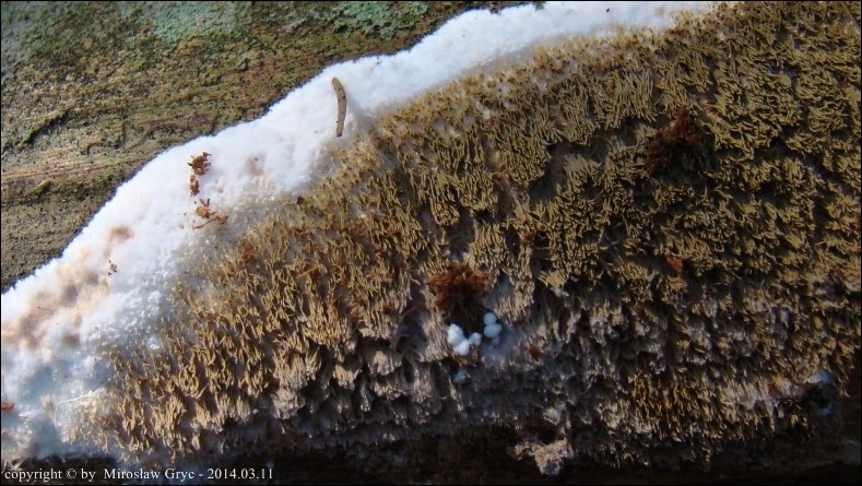 kolcóweczka białozielonawa - zdjęcie główne