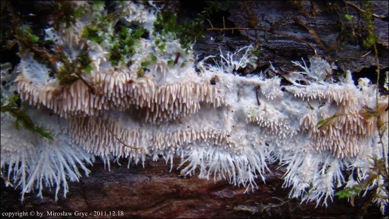 kolcóweczka gładkozarodnikowa - zdjęcie główne