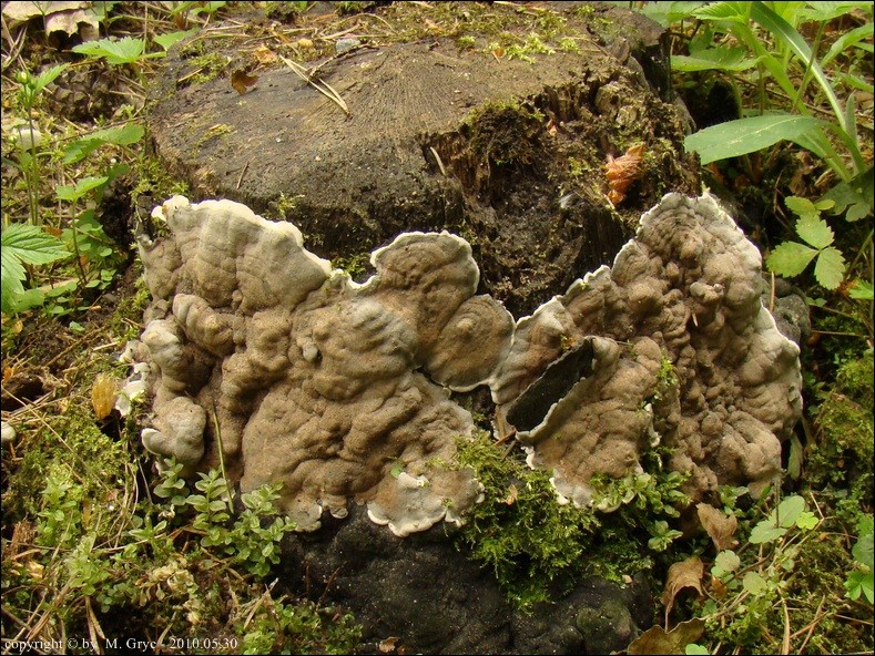 zgliszczak pospolity - zdjęcie główne