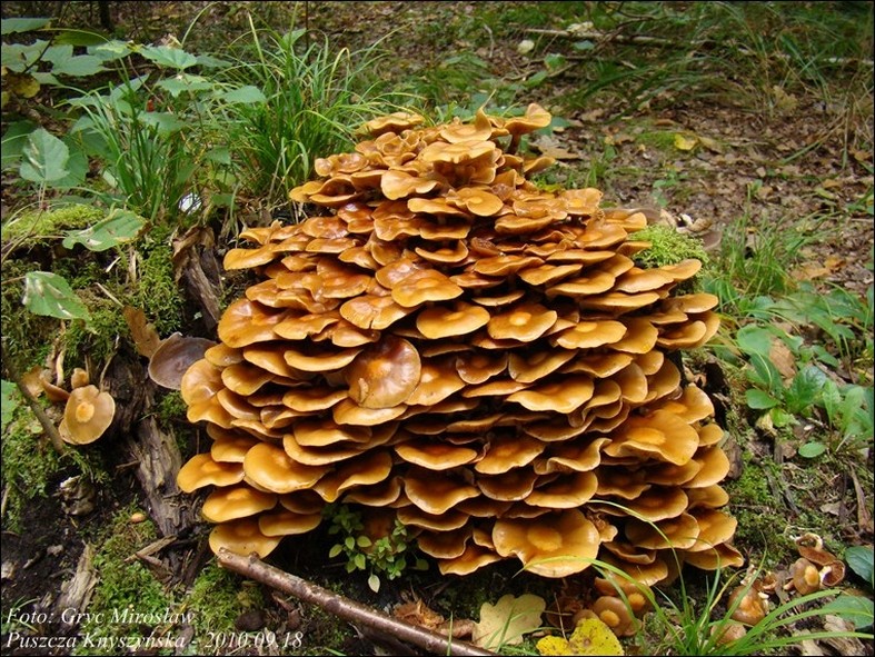 łuszczak zmienny - zdjęcie główne