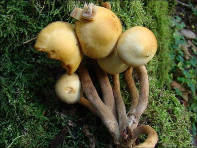 Kuehneromyces lignicola