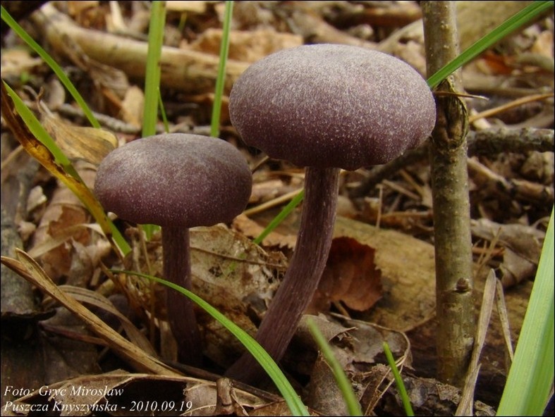 lakówka ametystowa - zdjęcie główne