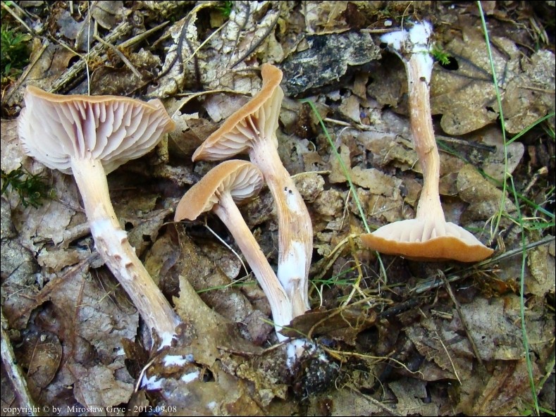 lakówka dwubarwna - zdjęcie główne