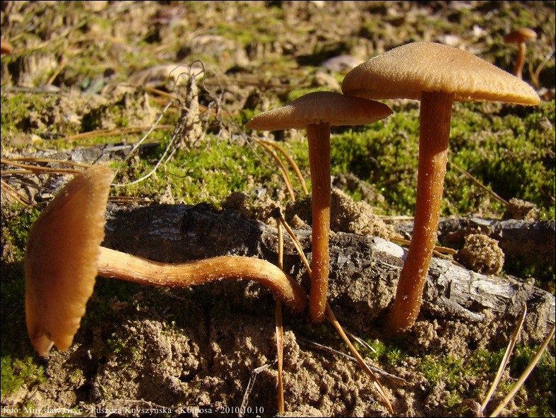 lakówka pospolita - zdjęcie główne