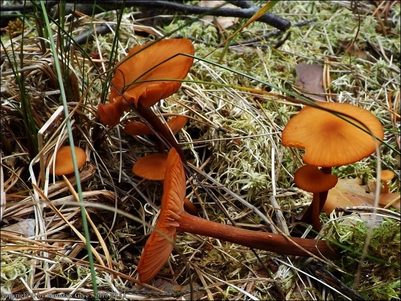 lakówka okazała - zdjęcie główne