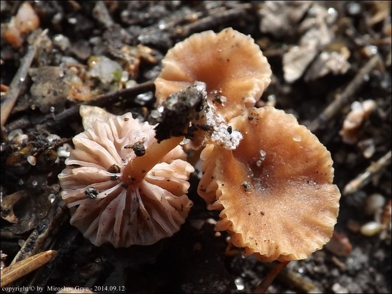 lakówka drobna - zdjęcie główne