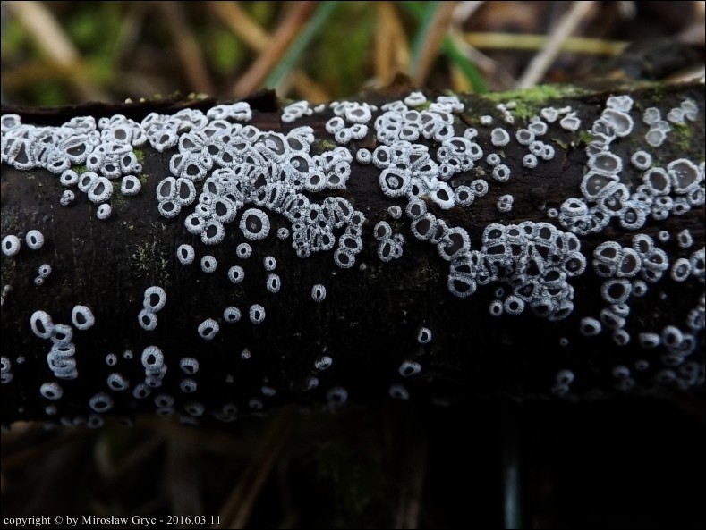wełniczka białofioletowa - zdjęcie główne