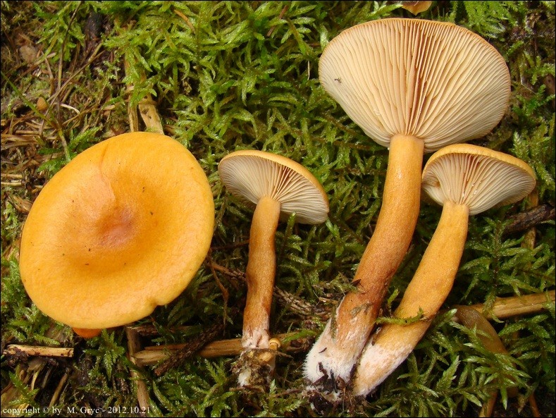 mleczaj pomarańczowy - zdjęcie główne