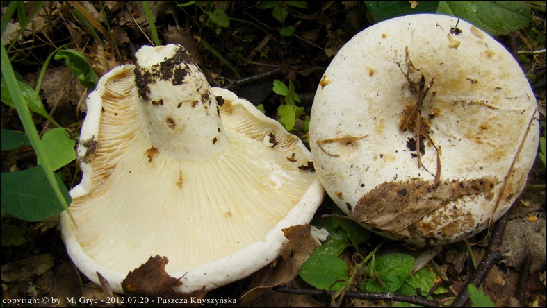 mleczaj piekący - zdjęcie główne