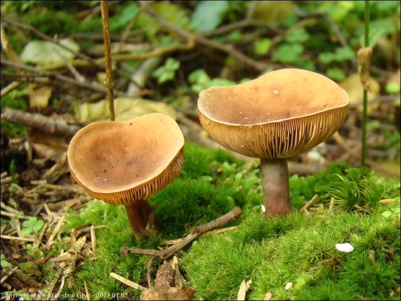 mleczaj kamforowy - zdjęcie główne