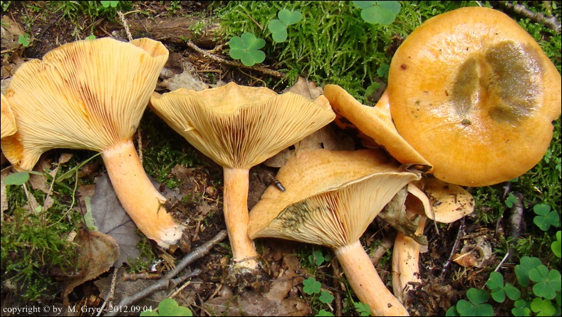 mleczaj świerkowy - zdjęcie główne