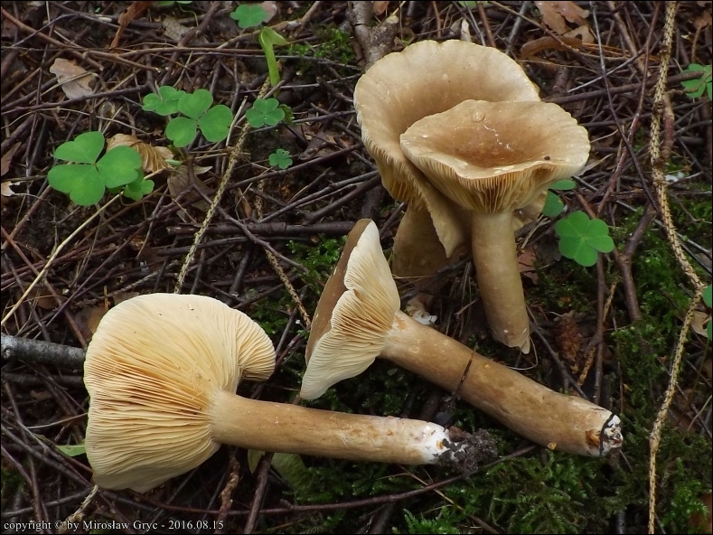 mleczaj jelonek - zdjęcie główne