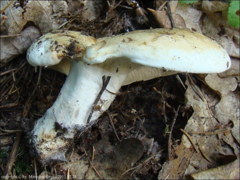 mleczaj zieleniejący - zdjęcie główne