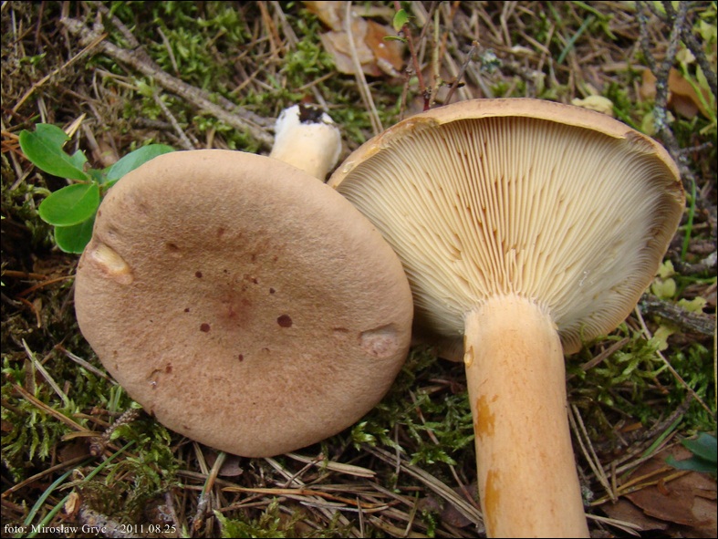 mleczaj płowy - zdjęcie główne