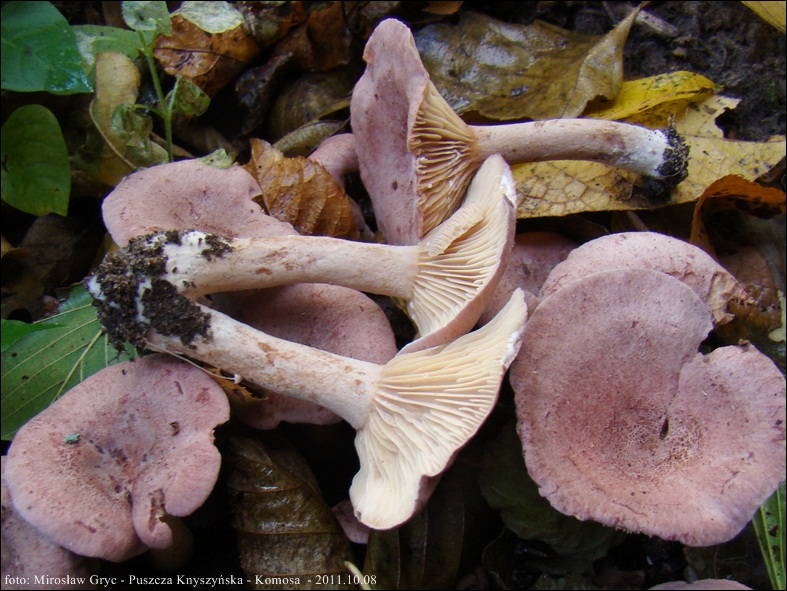 mleczaj liliowy - zdjęcie główne