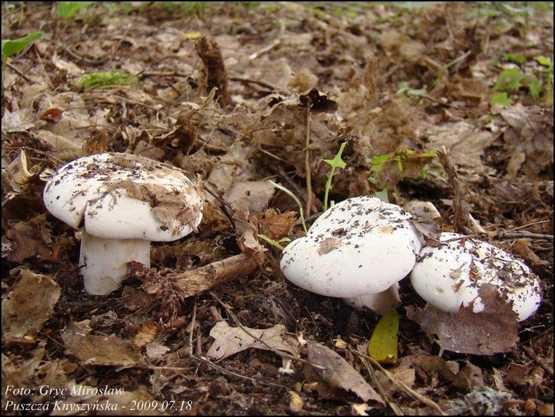 mleczaj biel - zdjęcie główne