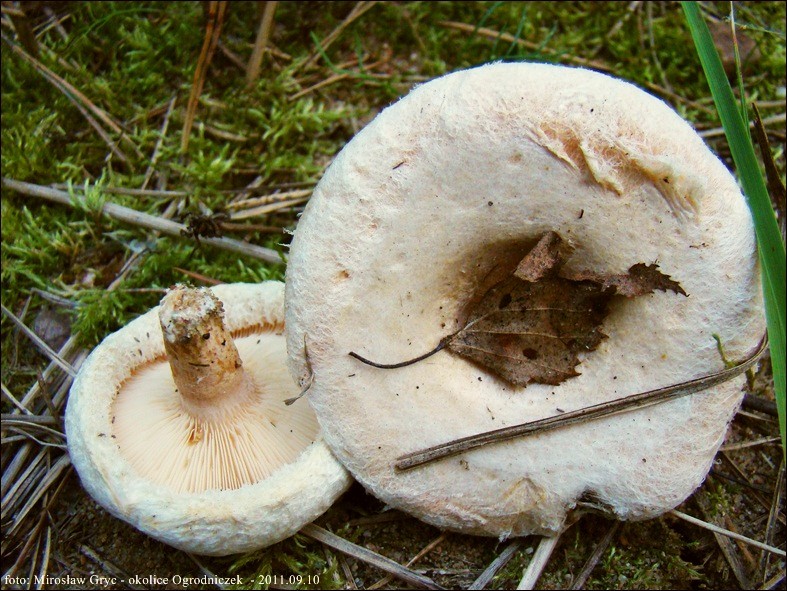 mleczaj omszony - zdjęcie główne