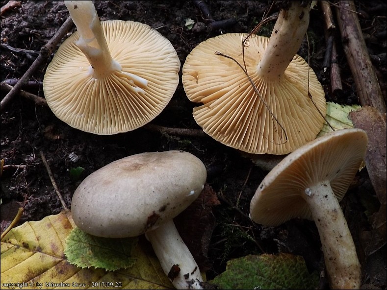 mleczaj leszczynowy - zdjęcie główne