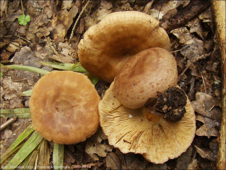 mleczaj miły - zdjęcie główne