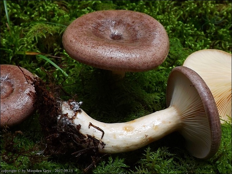 mleczaj pospolity - zdjęcie główne