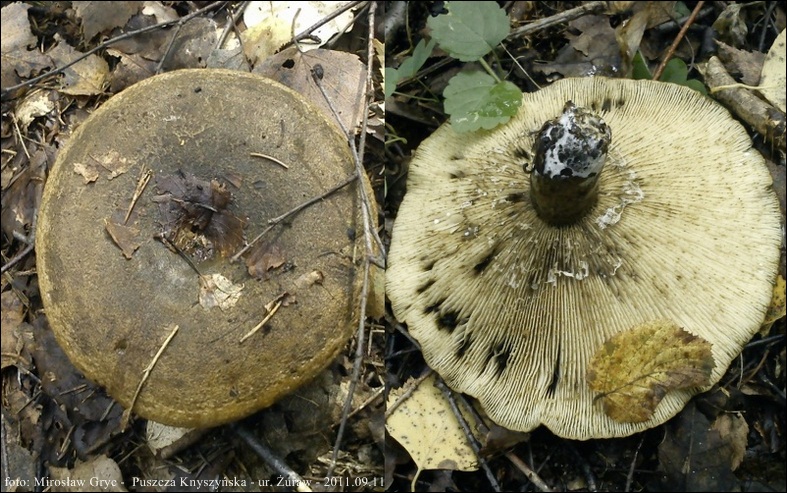 mleczaj paskudnik - zdjęcie główne