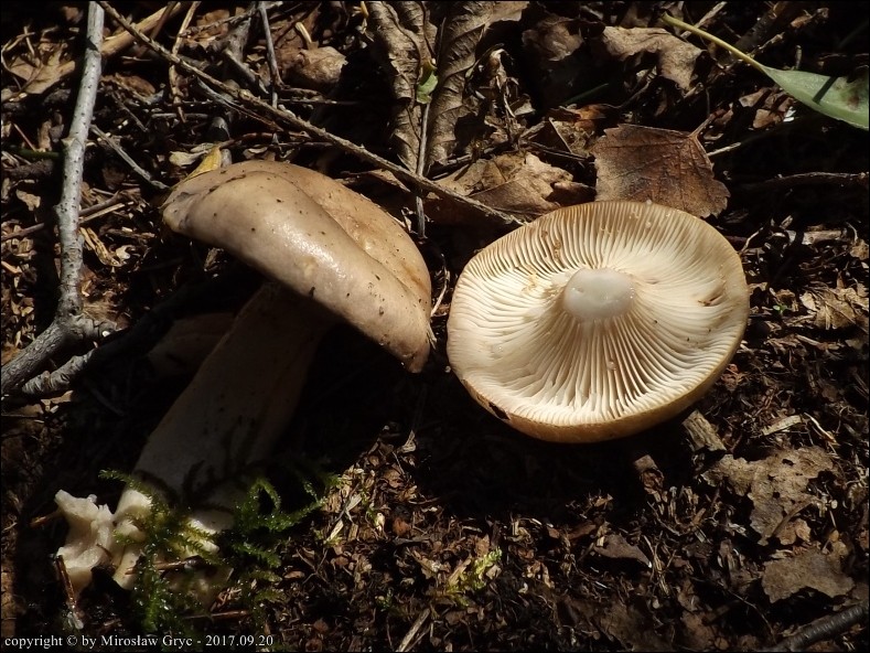 mleczaj lepki - zdjęcie główne