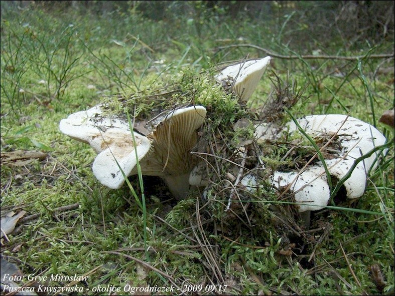 mleczaj chrząstka - zdjęcie główne