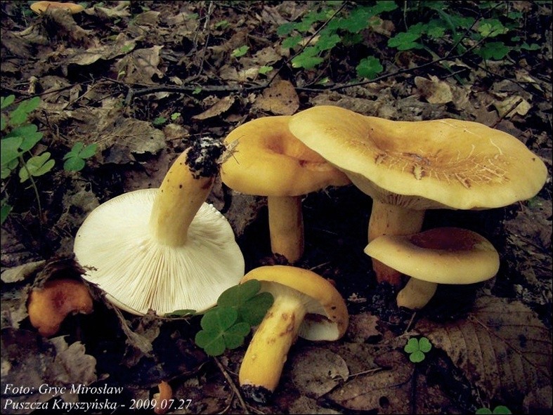 mleczaj smaczny - zdjęcie główne