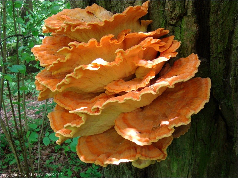 żółciak siarkowy - zdjęcie główne