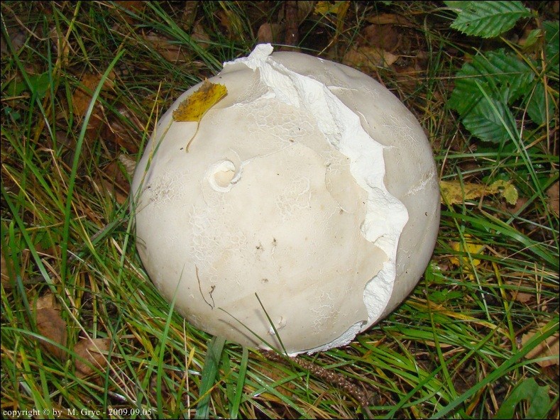 purchawica olbrzymia - zdjęcie główne