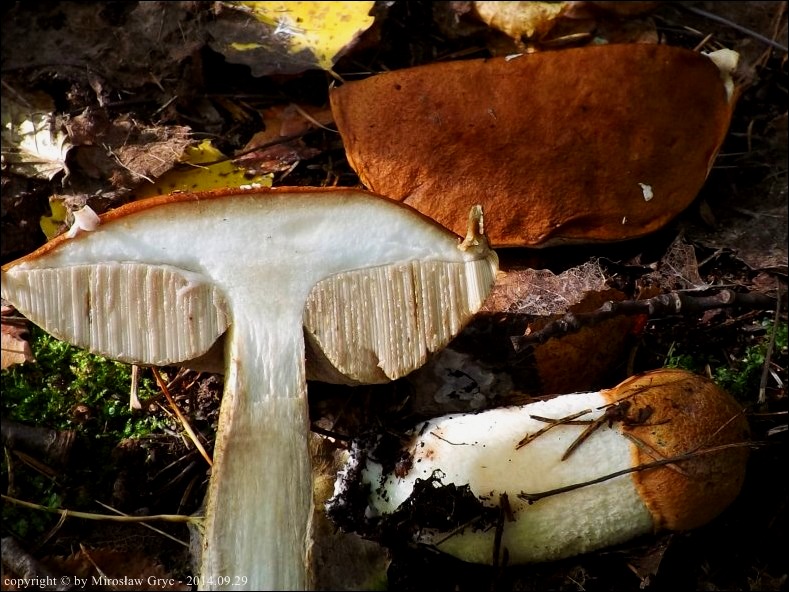 koźlarz puchaty - zdjęcie główne