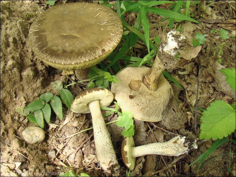 koźlarz grabowy - zdjęcie główne