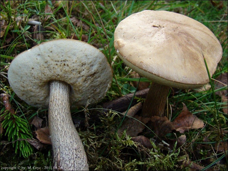 koźlarz babka - zdjęcie główne