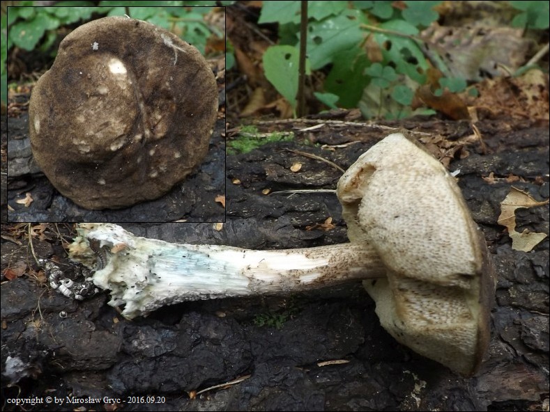 koźlarz różnobarwny - zdjęcie główne