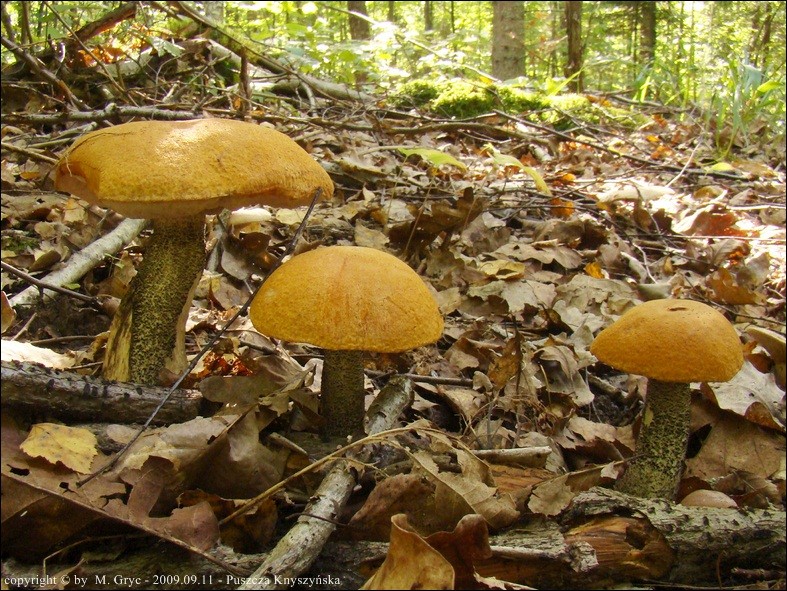 koźlarz pomarańczowożółty - zdjęcie główne