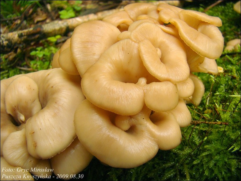 twardówka anyżkowa - zdjęcie główne