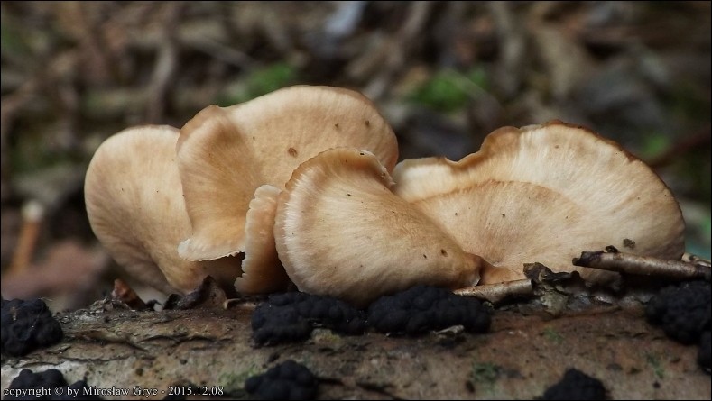 twardówka wachlarzowata - zdjęcie główne