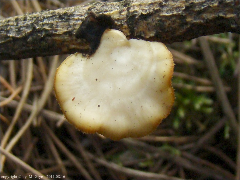 twardziak anyżkowy - zdjęcie główne