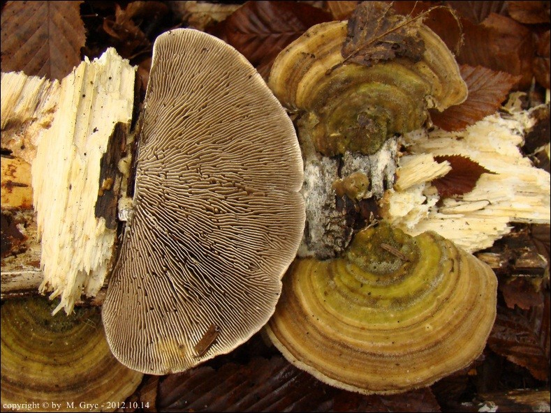 blaszkowiec drobnozarodnikowy - zdjęcie główne