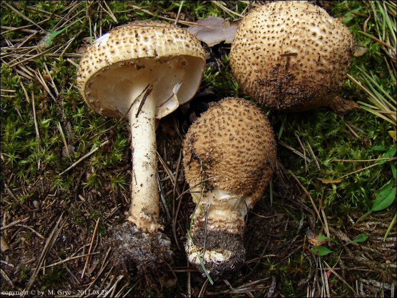 czubajeczka ostrołuskowa - zdjęcie główne