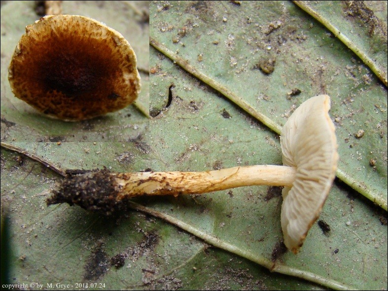 czubajeczka kasztanowata - zdjęcie główne