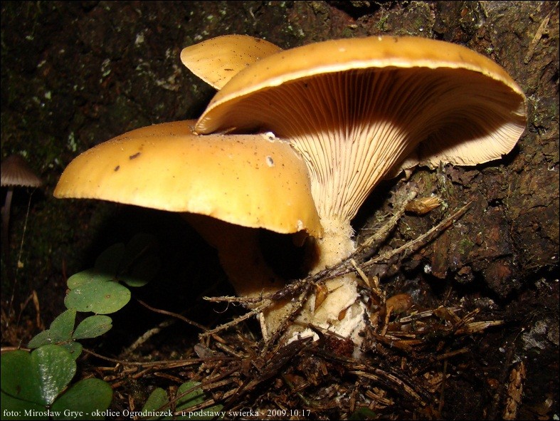 gąsówka rudawa - zdjęcie główne