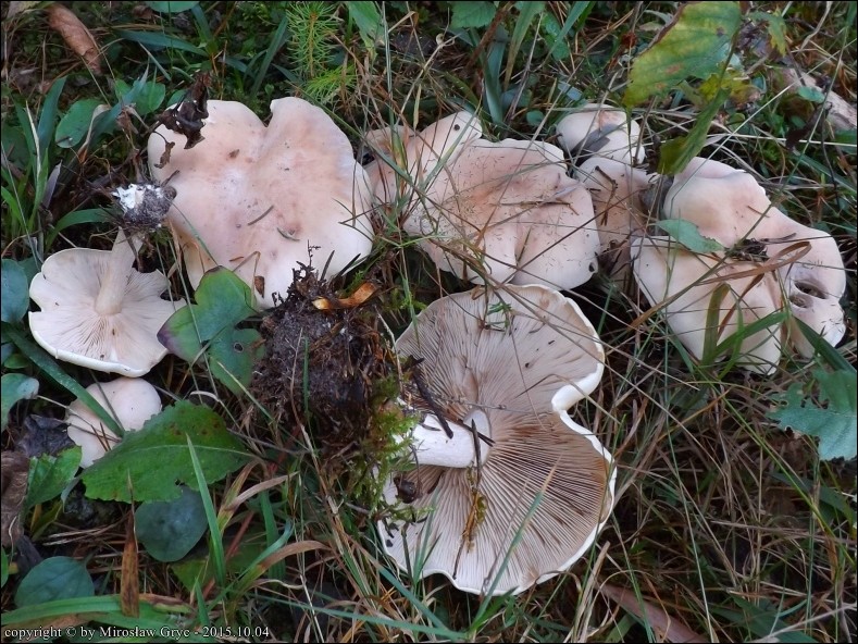 gąsówka irysowa - zdjęcie główne