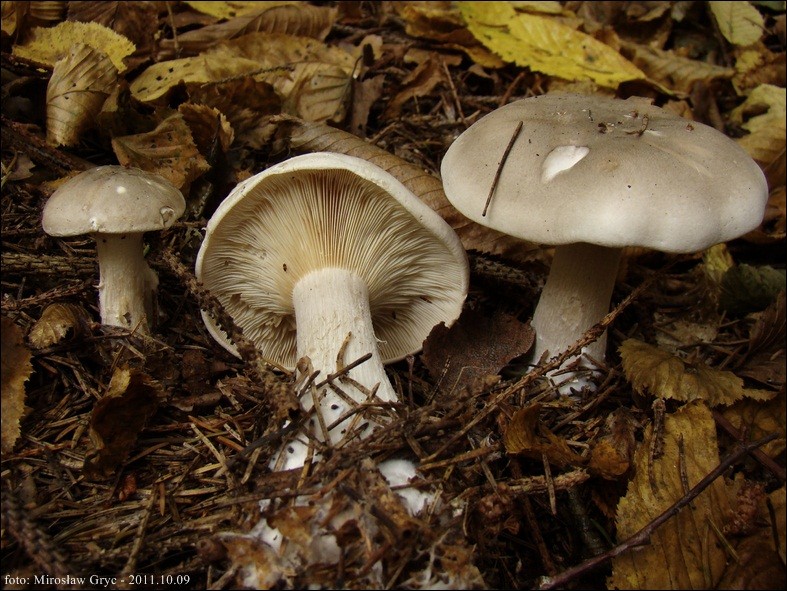 gąsówka mglista - zdjęcie główne