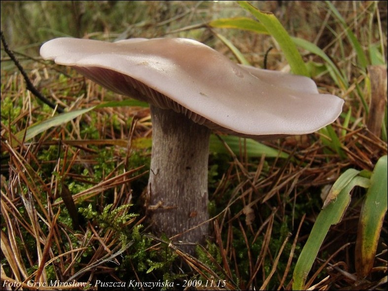 gąsówka fioletowawa - zdjęcie główne