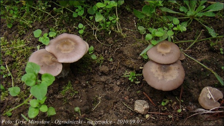 gąsówka brudnofioletowawa - zdjęcie główne