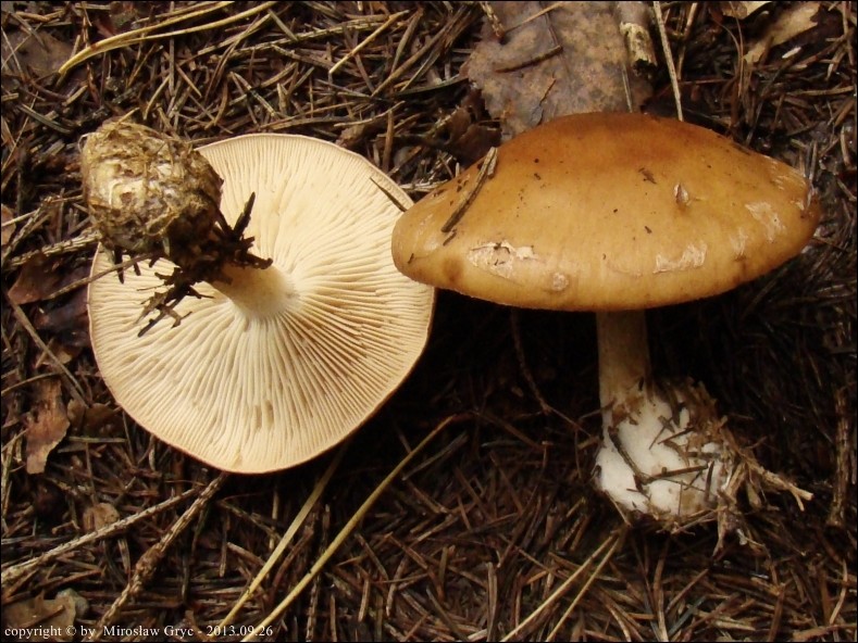 białozasłonak bulwiasty - zdjęcie główne